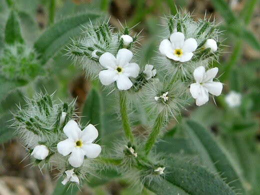 Bearded Cryptantha (Desert Forget Me Not) Flower Essence