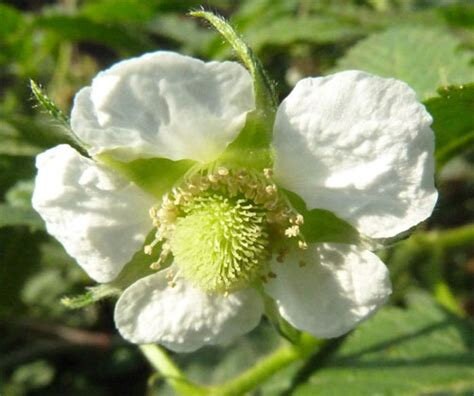 Raspberry Flower Essence