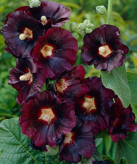 Garnet/Black Hollyhock Flower Essence