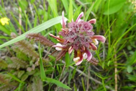 Pedicularis (Wood Betony) Flower Essence
