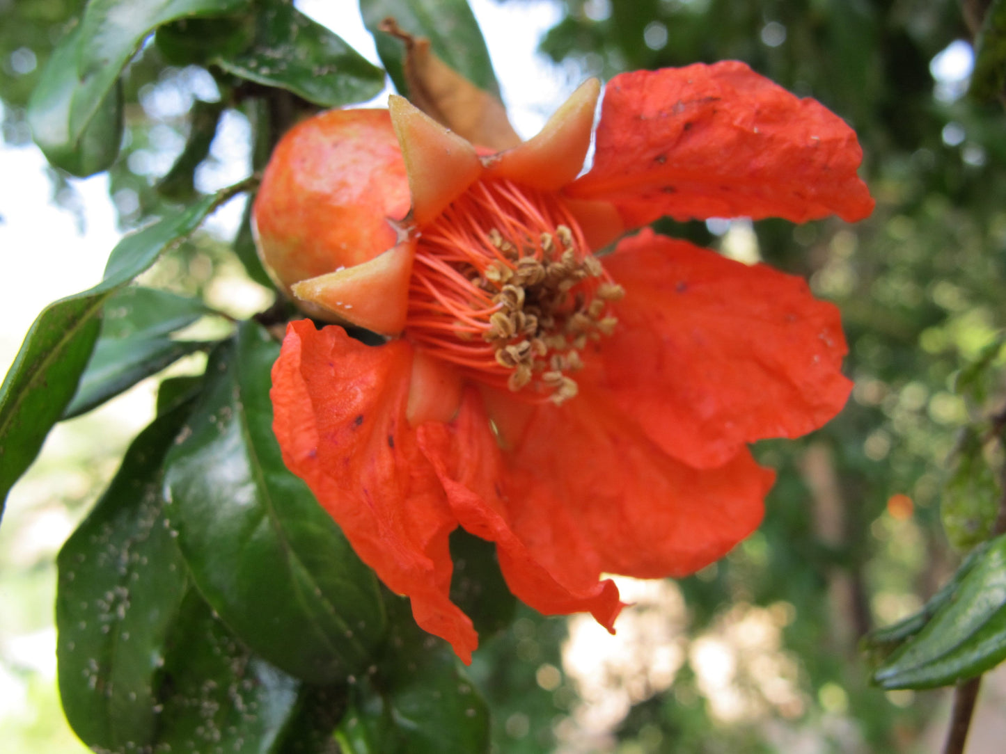 Pomegranate Flower Essence