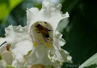 Catapla Flower Essence