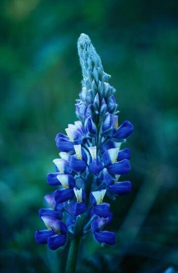 Small Lupine Flower Essence