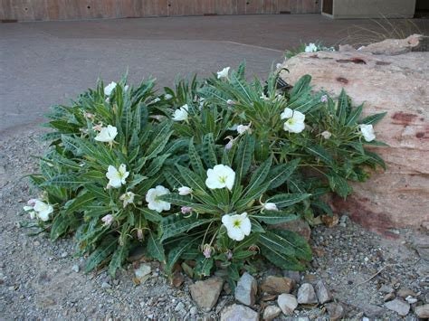 Tufted Evening Primrose Flower Essence