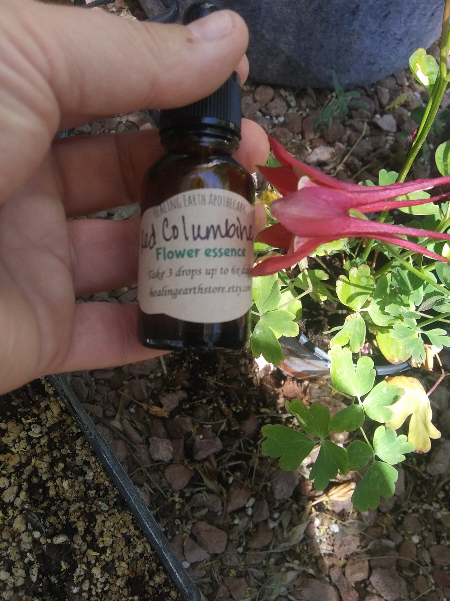 Red Columbine Flower Essence