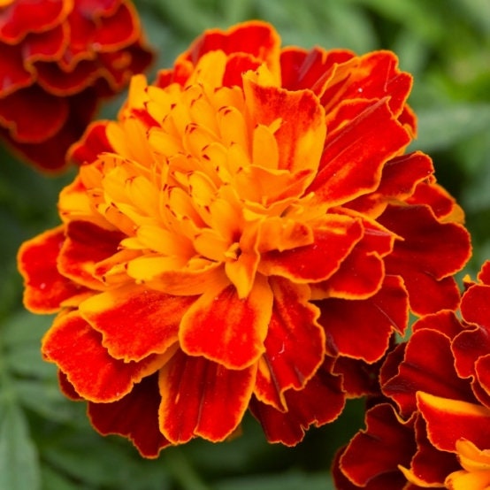 Flower Essences
