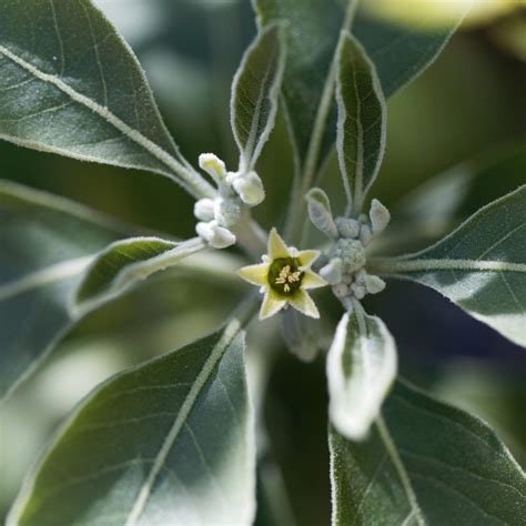 Ashwagandha Flower Essence