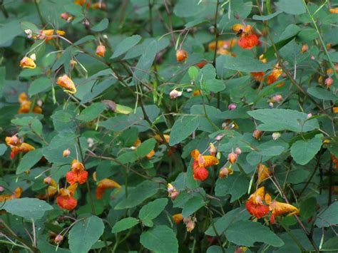 Jewelweed Flower Essence