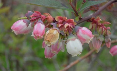 Blueberry Flower Essence