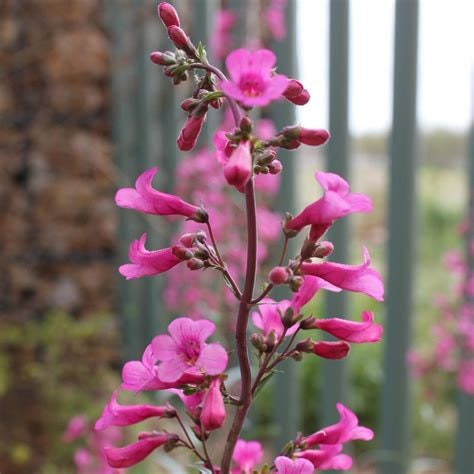 Penstemon Flower Essence
