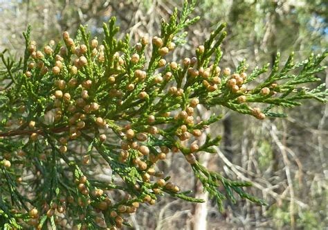 Cedar Flower Essence