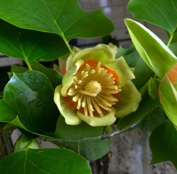 Tulip Poplar Flower Essence
