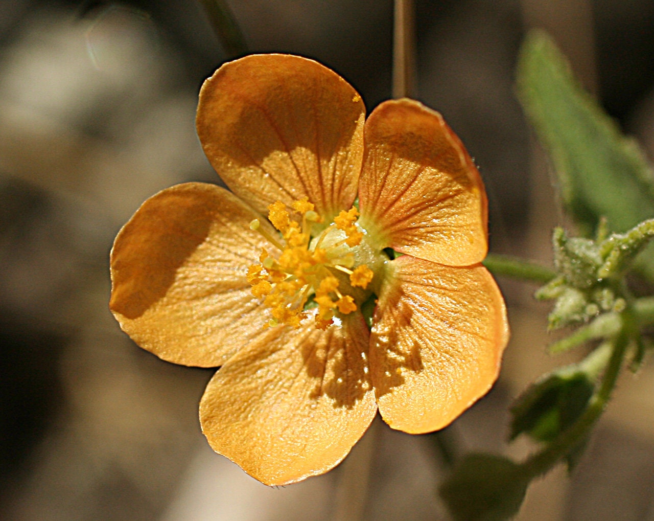 Dwarf Indian Mallow Flower Essence