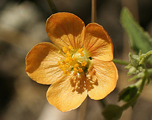 Dwarf Indian Mallow Flower Essence