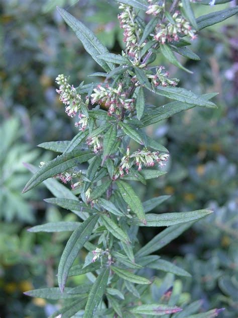 Mugwort Flower Essence