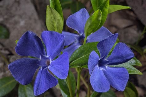 Periwinkle Flower Essence
