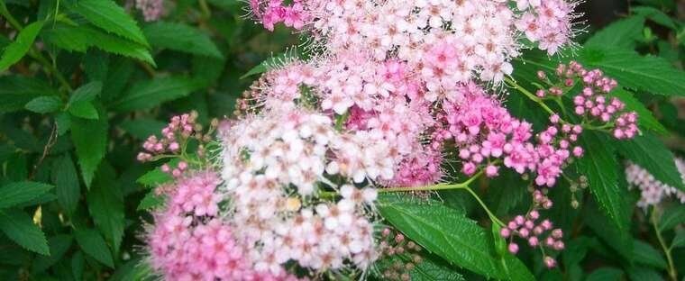 Meadowsweet Flower Essence