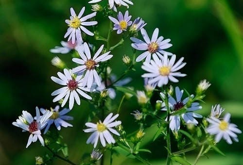 Calico Aster Flower Essence
