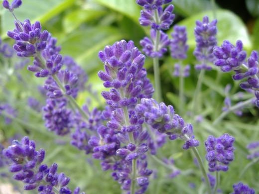 Lavender Flower Essence