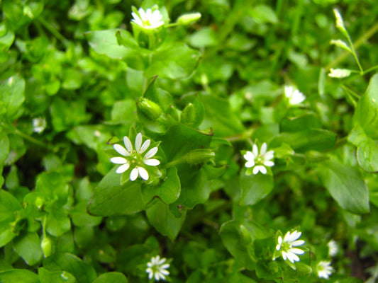 Chickweed Flower Essence