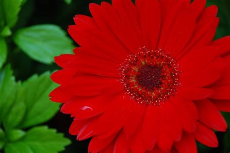 Red Gerber Daisy Flower Essence