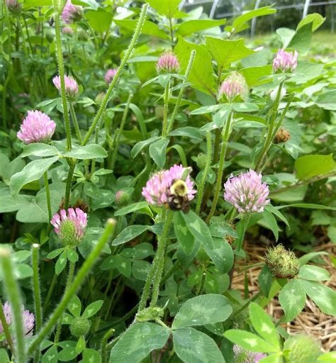Red Clover Flower Essence