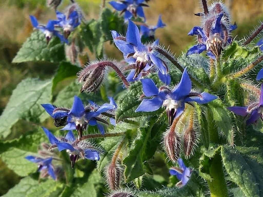Borage Flower Essence