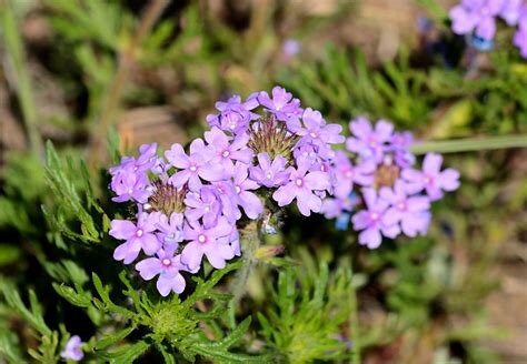Dakota Mock Vervain Flower Essence