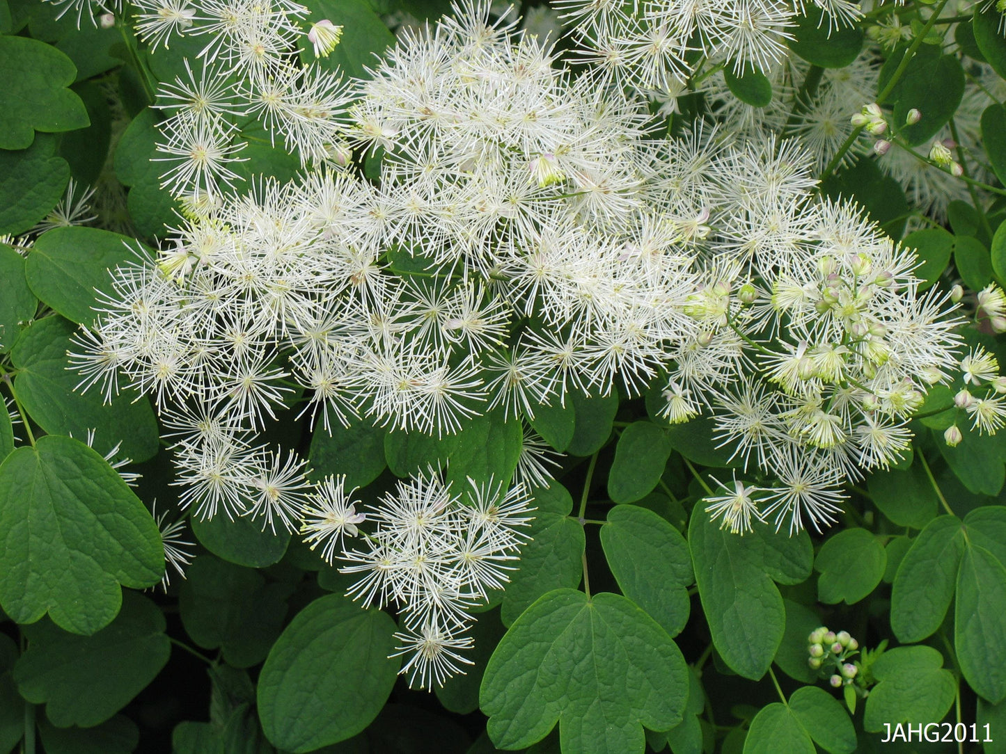 Meadow Rue Flower Essence
