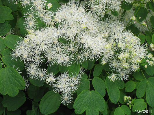 Meadow Rue Flower Essence