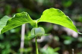 Trillium Flower Essence
