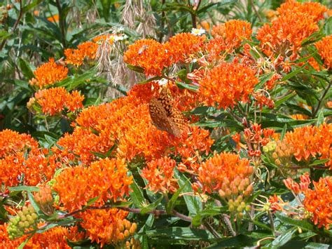 Wild Orange Butterfly Milkweed Flower Essence