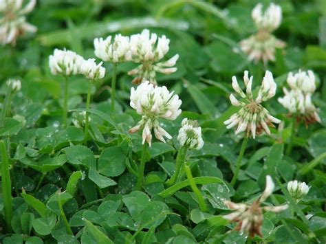 White Clover Flower Essence