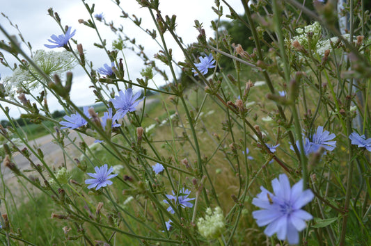 Chicory Flower Essence