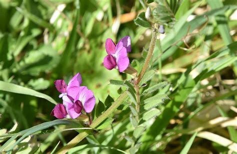 Common Vetch Flower Essence