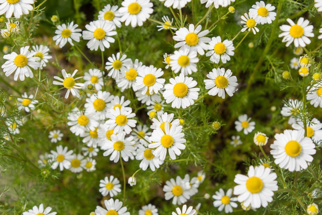 Chamomile Flower Essence
