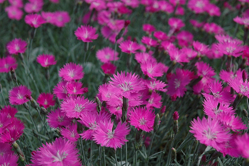 Fire Witch Dianthus Flower Essence