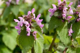 Purple Dead Nettle Flower Essence