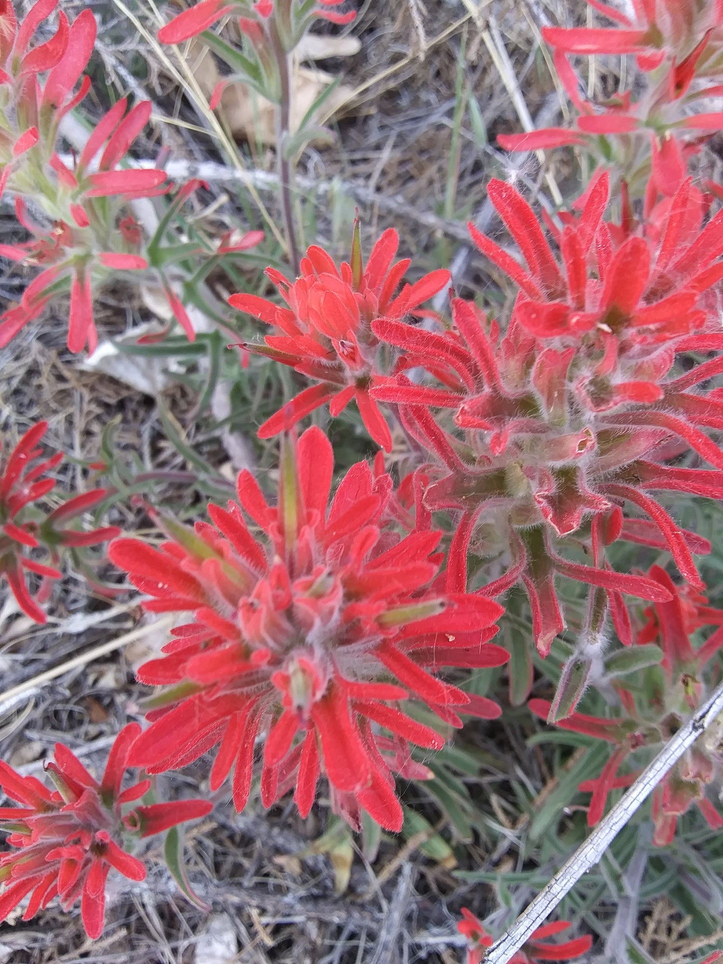 Indian Paintbrush Flower Essence
