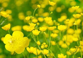 Buttercup Flower Essence
