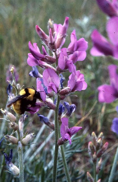Astragalus (Purple Loco Weed) Flower Essence