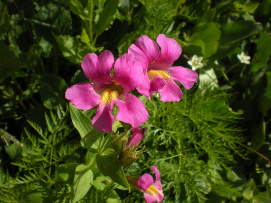 Pink Monkey Flower essence