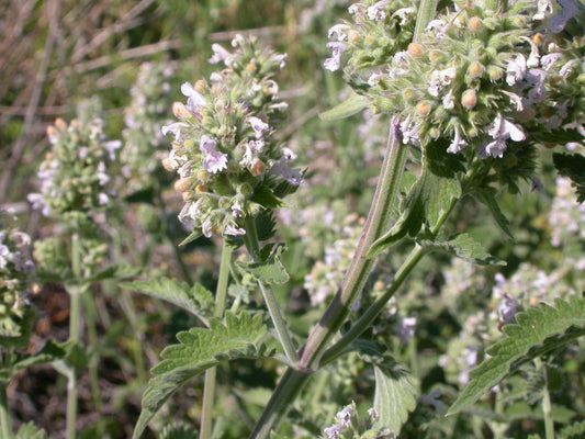 Catnip Flower Essence