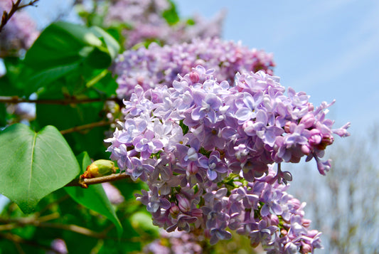 Lilac Flower Essence