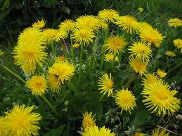 Dandelion Flower Essence