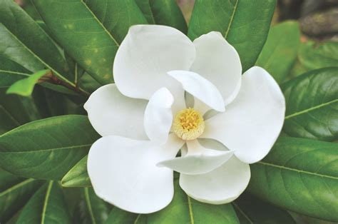 White Magnolia Flower Essence