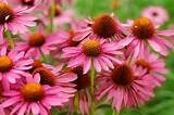 Echinacea Flower Essence