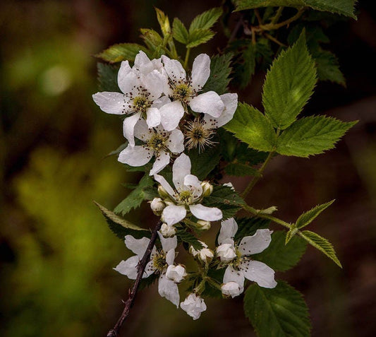 Blackberry Flower Essence