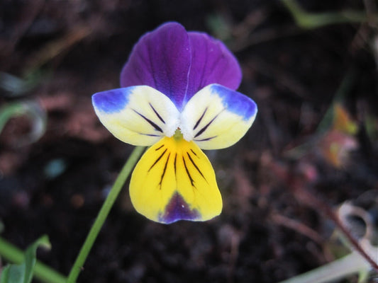 Wild Pansy Flower Essence