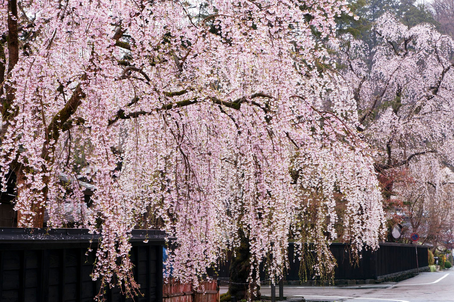 Weeping Cherry Flower Essence
